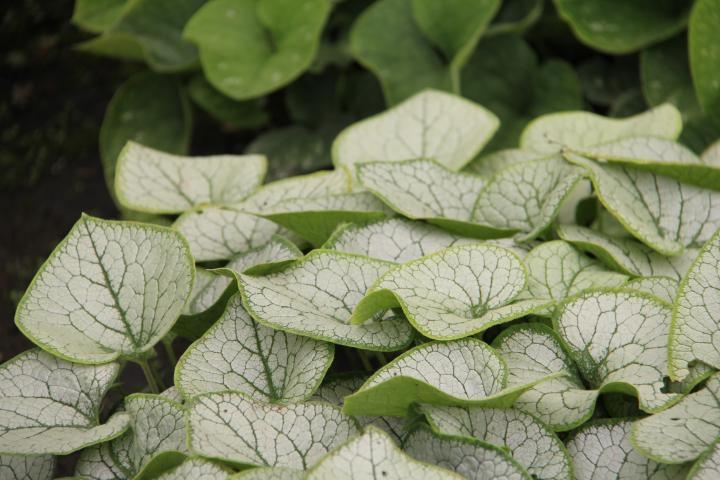 Brunnera macrophylla 'Silver Spear' ®