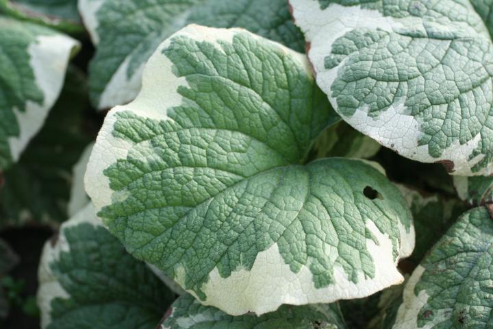 Brunnera macrophylla 'Variegata' ('Dawson's White')