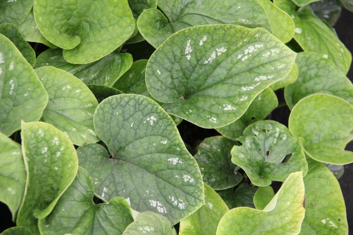 Brunnera macrophylla 'White Zebra' ®