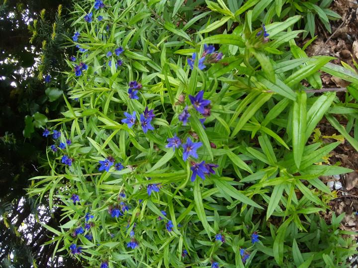 Buglossoides purpurocaerulea