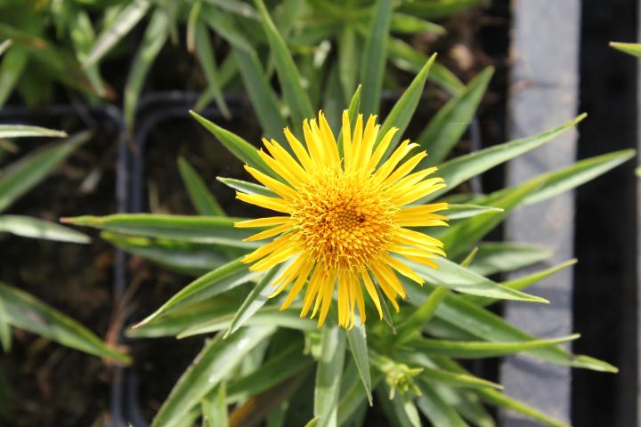 Buphthalmum salicifolium