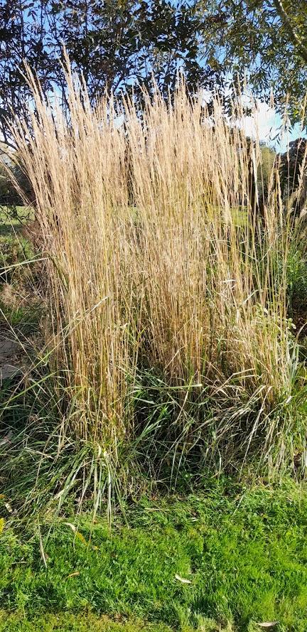 Calamagrostis acutiflora (x) 'Karl Foerster' 3l.