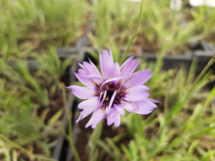 Catananche caerulea