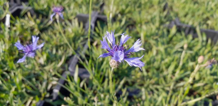 Catananche caerulea