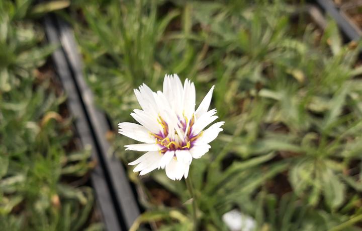 Catananche caerulea 'Alba'
