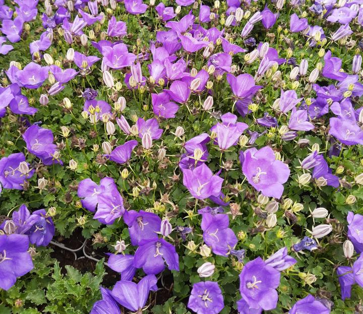 Campanula carpatica 'Blue Clips'