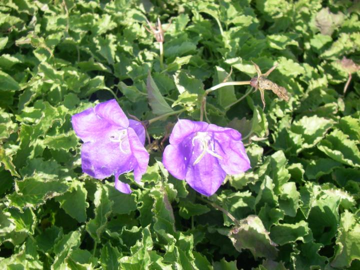Campanula carpatica 'Blue Clips'