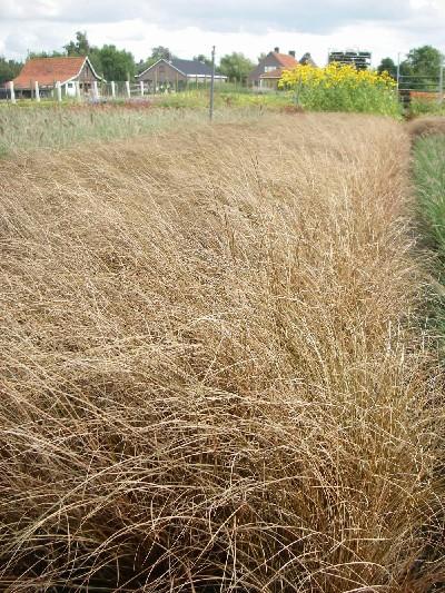 Carex comans 'Bronze Form'