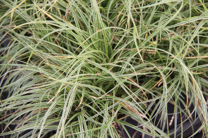 Carex conica 'Snowline'