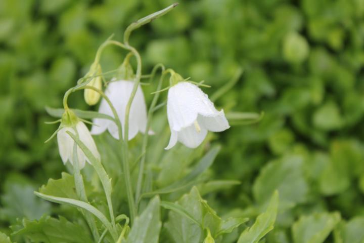 Campanula cochleariifolia 'White Baby'