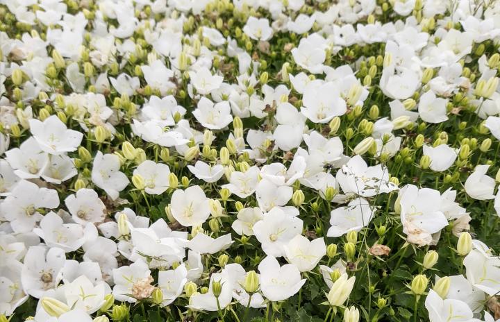 Campanula carpatica 'White Clips'