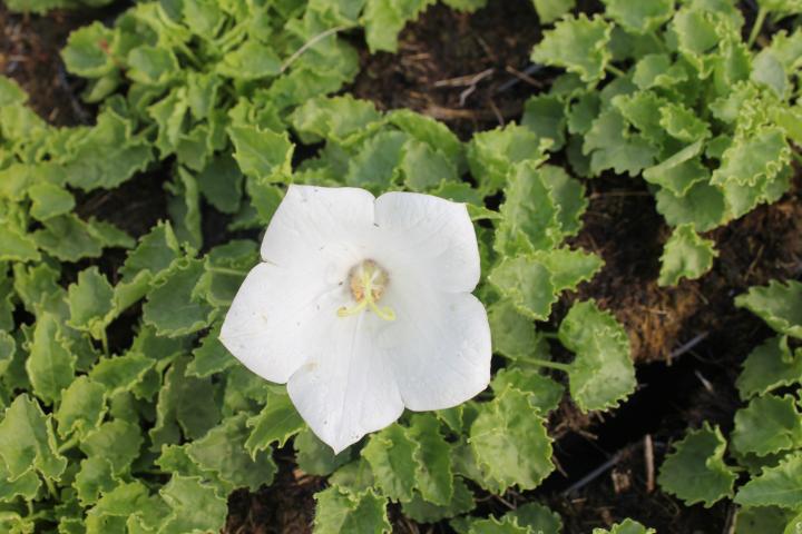 Campanula carpatica 'White Clips'