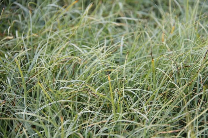 Carex flacca 'Blue Zinger'