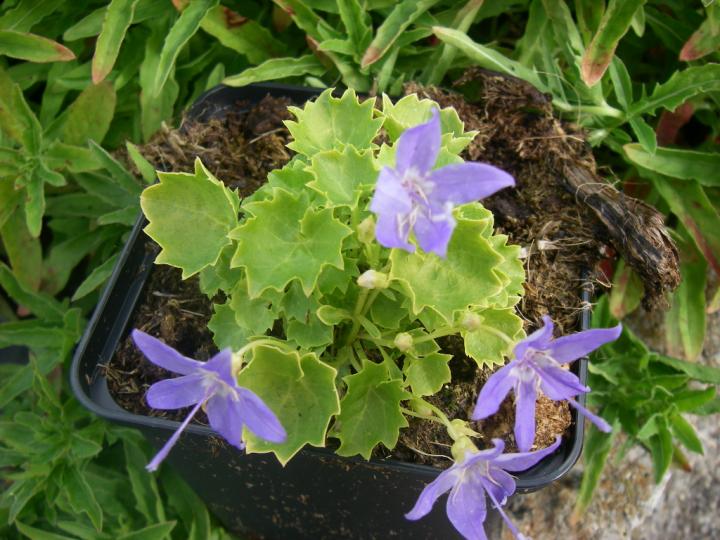Campanula garganica 'Dickson's Gold'