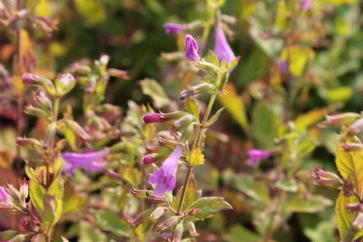 Calamintha grandiflora