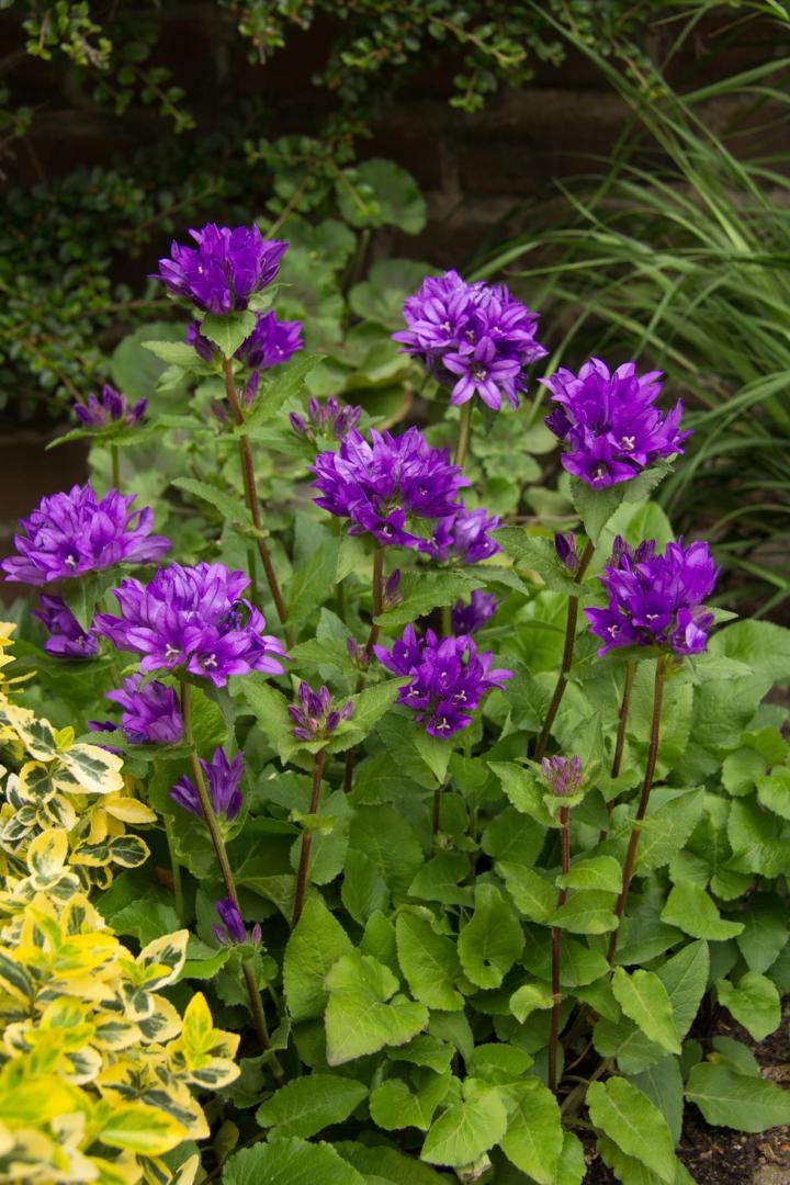 Campanula glomerata 'Superba' ('Dahurica')
