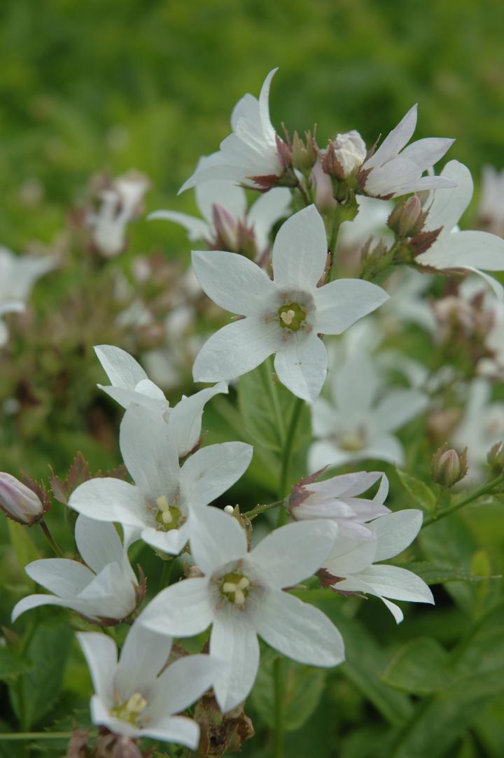 Campanula lactiflora 'Alba'