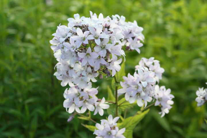 Campanula lactiflora 'Loddon Anna'