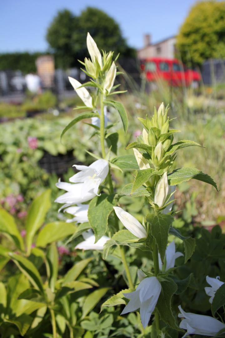 Campanula latifolia 'Macrantha Alba'