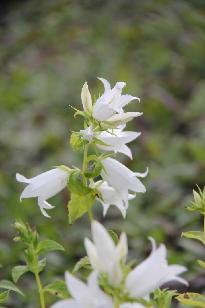 Campanula latifolia 'Macrantha Alba'