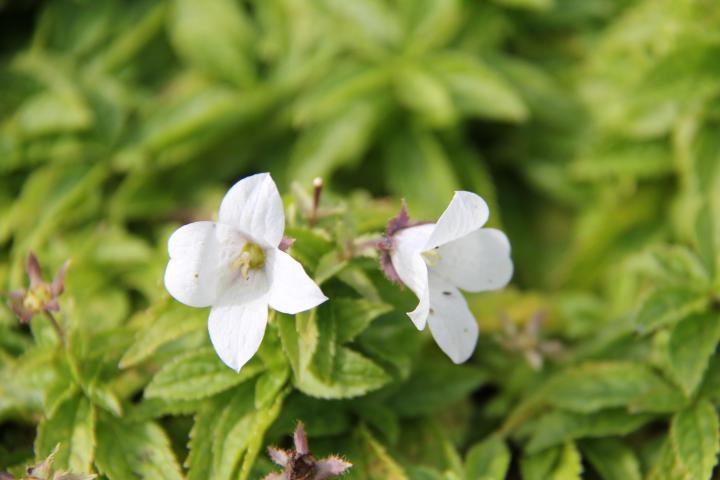 Campanula lactiflora 'White Pouffe'
