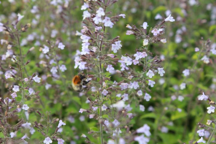 Calamintha nepeta 'Blue Cloud'