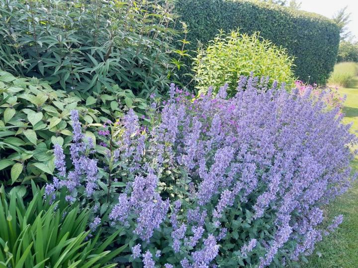 Calamintha nepeta 'Blue Cloud'