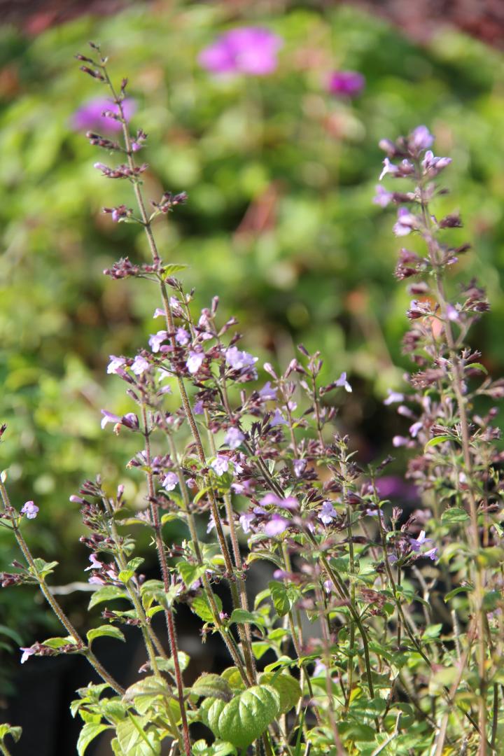 Calamintha nepeta 'Lila Riese'