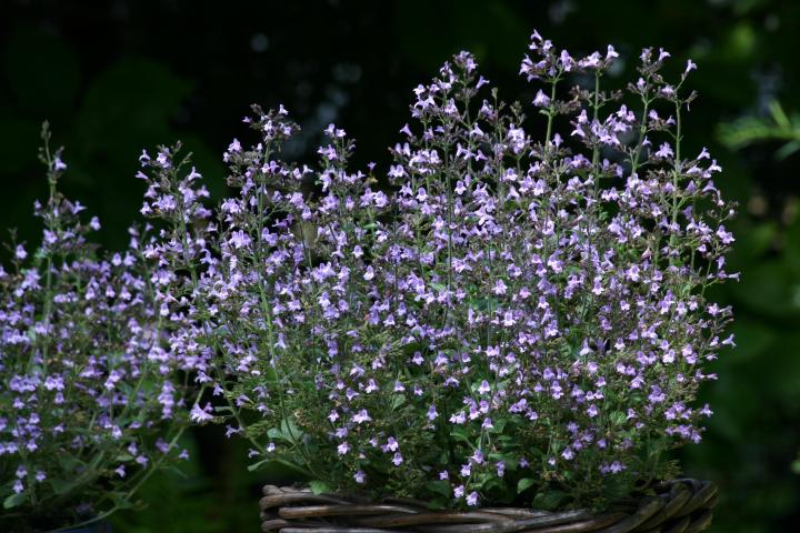 Calamintha nepeta 'Marvelette Blue'