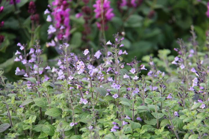 Calamintha nepeta 'Marvelette Blue'