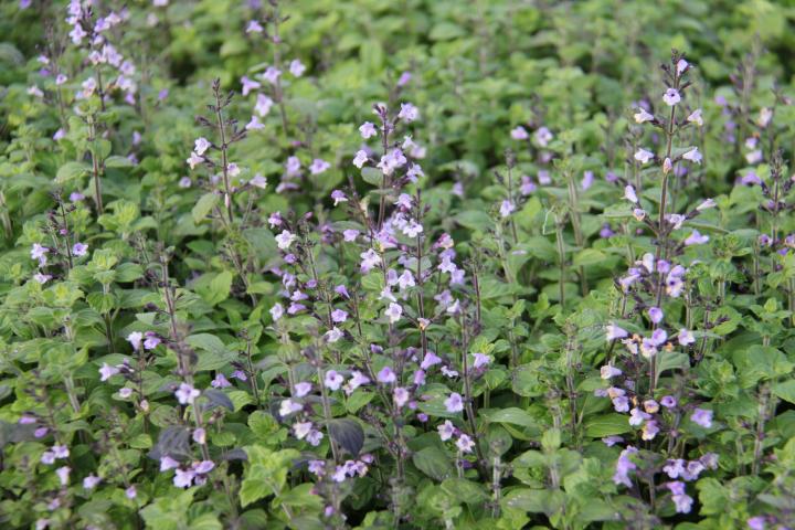 Calamintha nepeta 'Marvelette Blue'