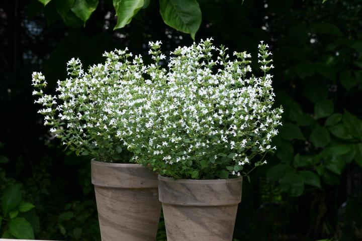 Calamintha nepeta 'Marvelette White'