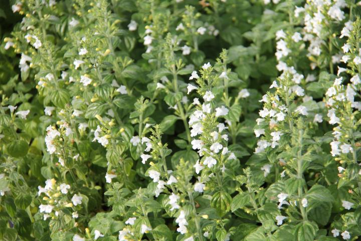 Calamintha nepeta 'Marvelette White'
