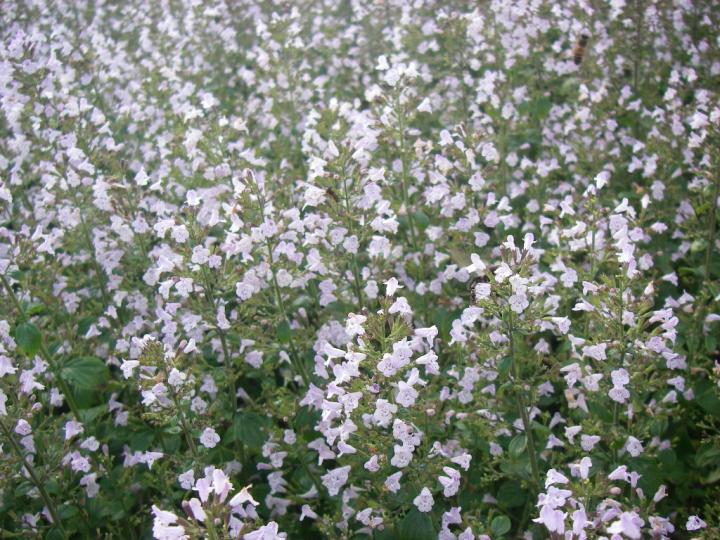 Calamintha nepeta ssp. nepeta