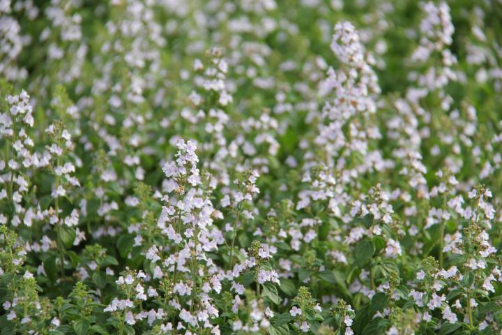 Calamintha nepeta ssp. nepeta