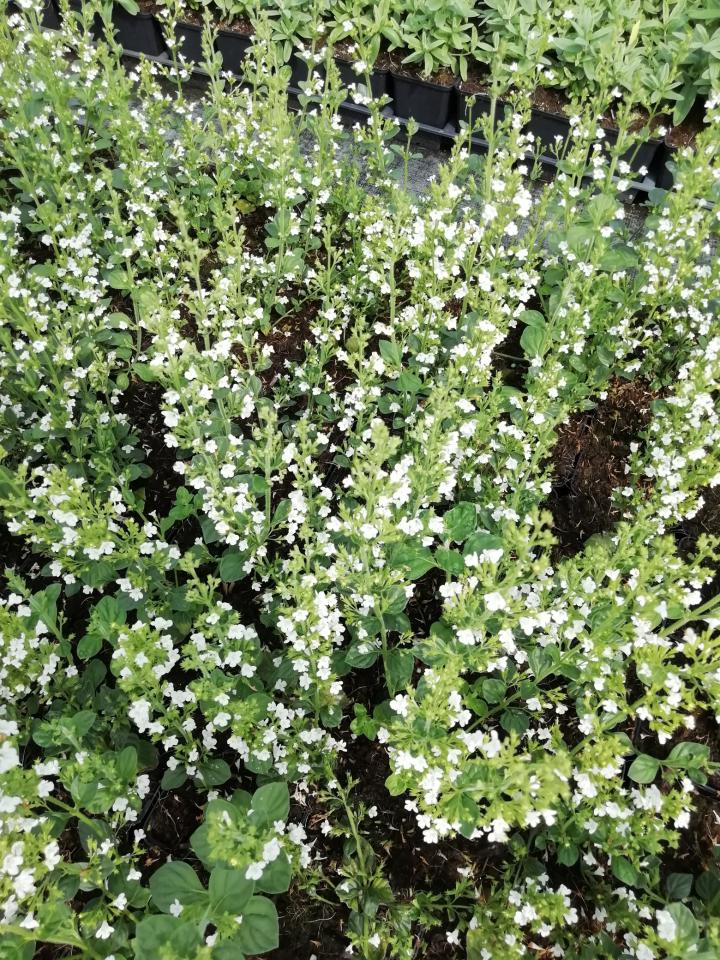 Calamintha nepeta 'White Cloud'