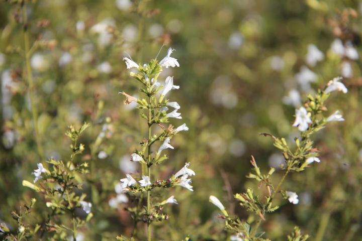 Calamintha nepeta 'Weisser Riese'