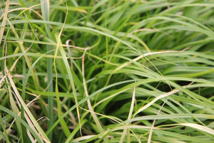 Carex oshimensis 'Evergreen'