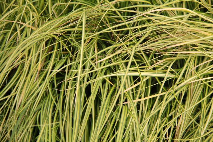 Carex oshimensis 'Everoro'