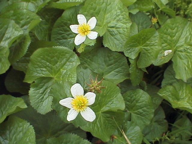 Caltha palustris 'Alba'