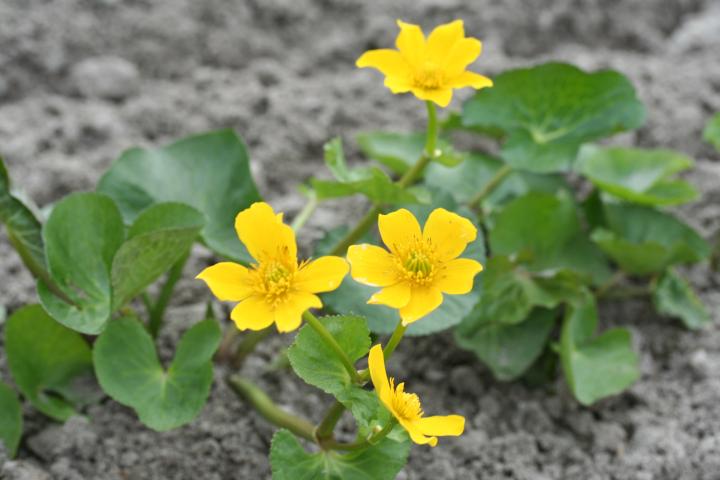 Caltha palustris