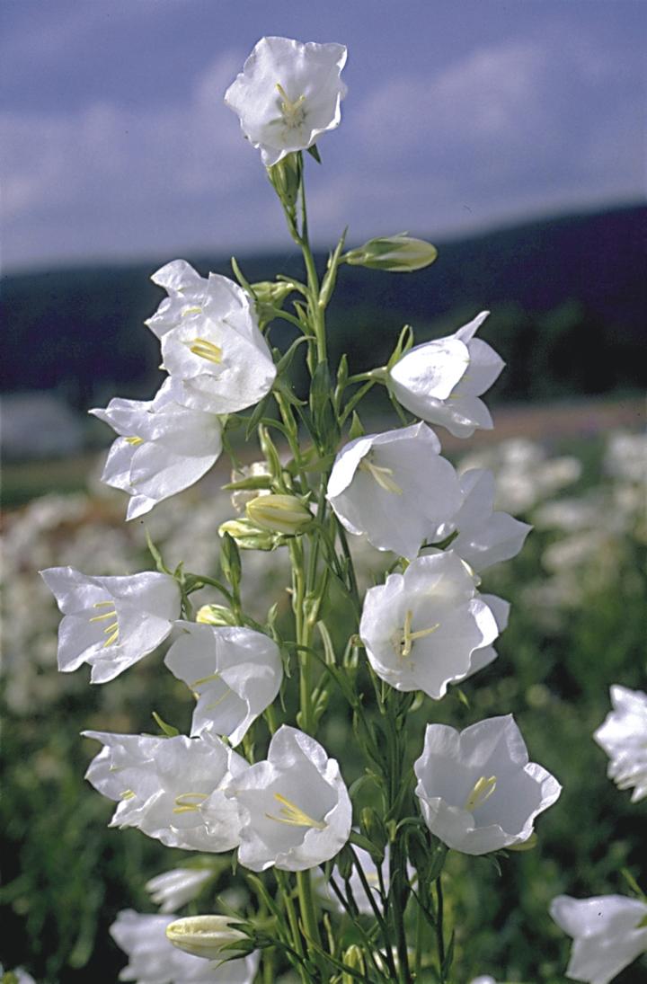 Campanula persicifolia 'Grandiflora Alba'