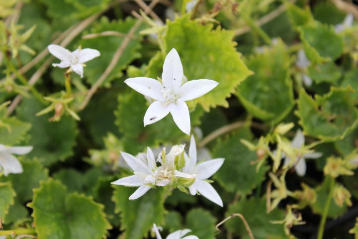 Campanula poscharskyana 'E.H.Frost'