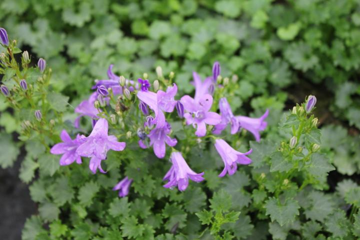 Campanula portenschlagiana