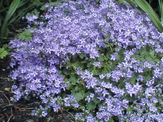 Campanula poscharskyana