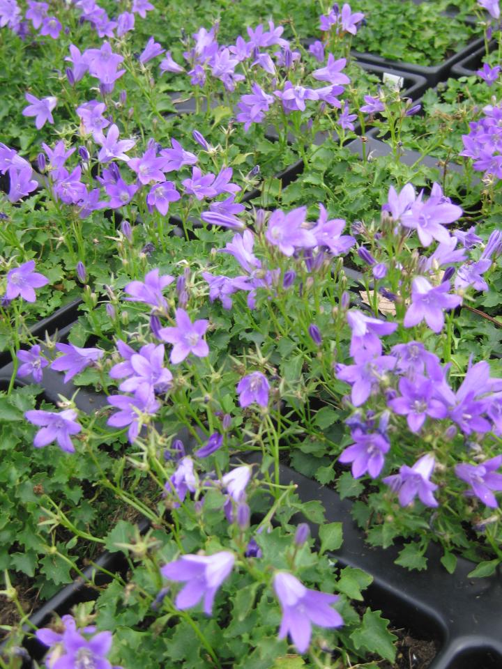 Campanula portenschlagiana 'Resholt Variety'
