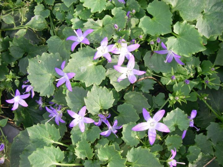 Campanula poscharskyana 'Stella'