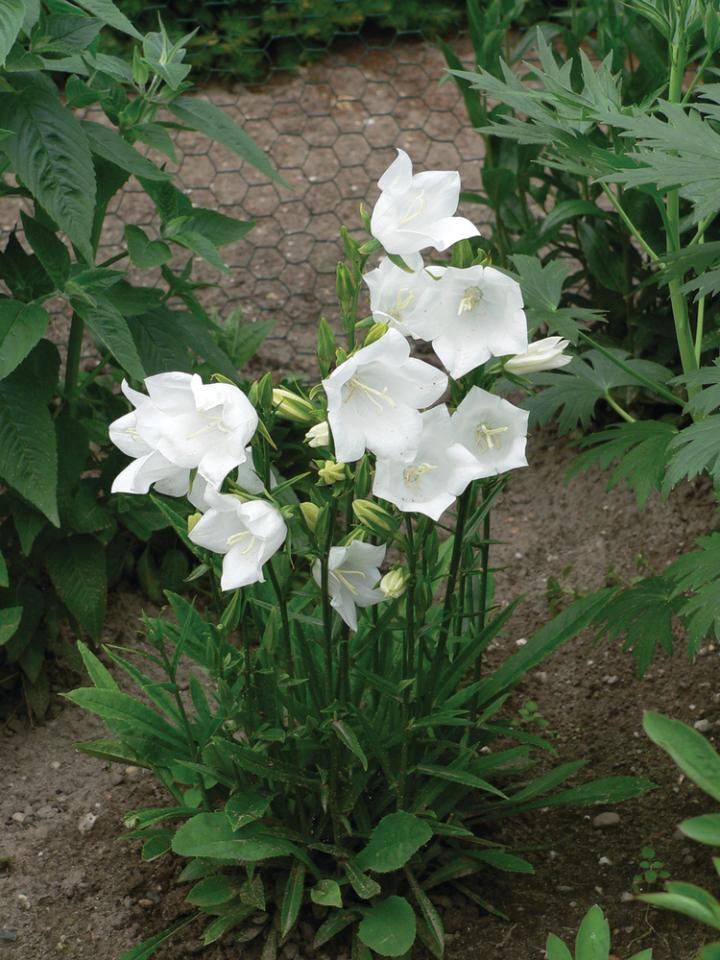 Campanula persicifolia 'Takion White'