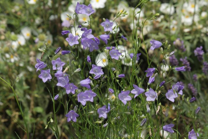 Campanula rotundifolia