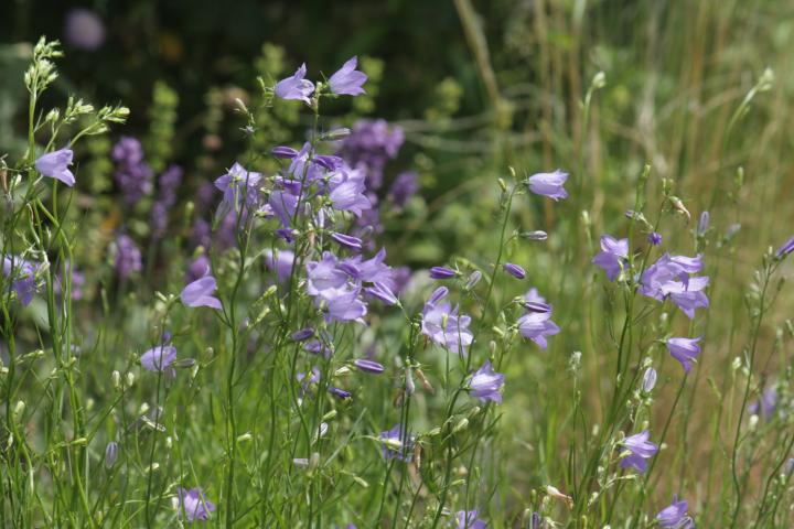 Campanula rotundifolia